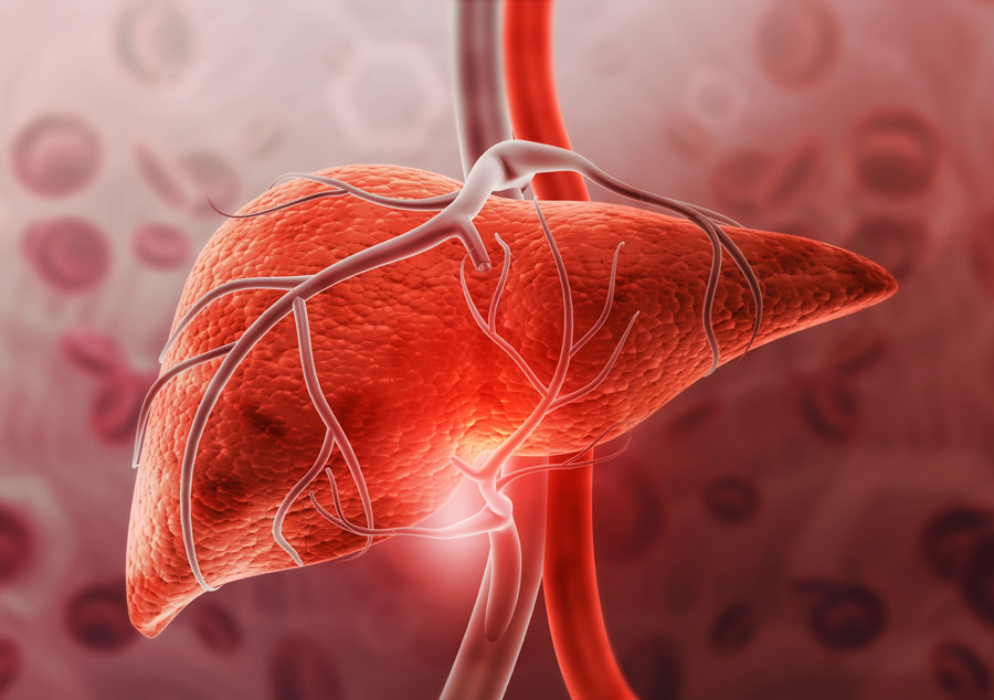 Liver-detail-med